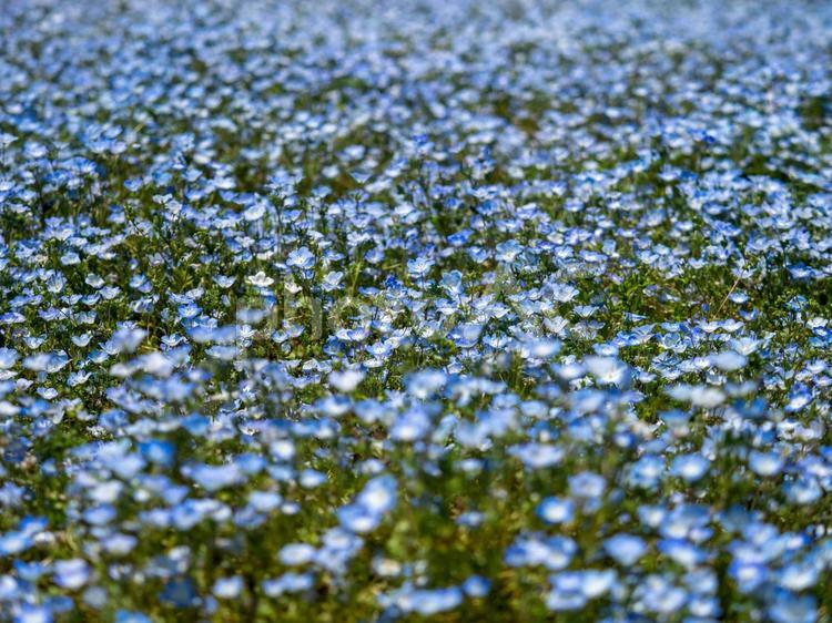 長居植物園のネモフィラ畑 ネモフィラ畑,ネモフィラ,ルリカラクサの写真素材
