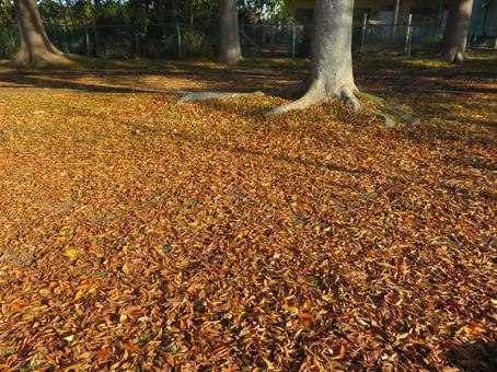 一面の落ち葉の写真