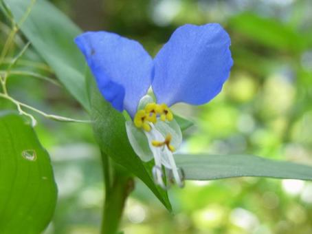 林の木陰に咲くツユクサの花 林の木陰に咲くツユクサの花 ツユクサ,花,植物の写真素材