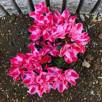 鮮やかなピンクのつつじ 鮮やかなピンクのつつじ つつじ,花,ピンクの写真素材