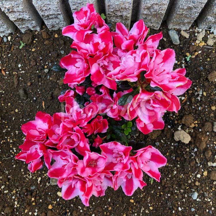 鮮やかなピンクのつつじ つつじ,花,ピンクの写真素材