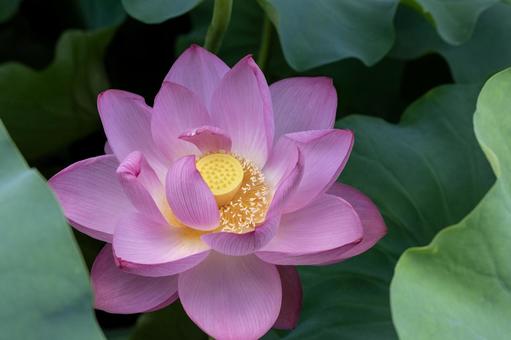 蓮の花 蓮の花 蓮,蓮の花,ピンクの写真素材