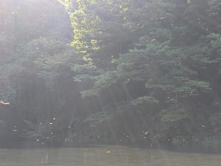 自然 自然の写真