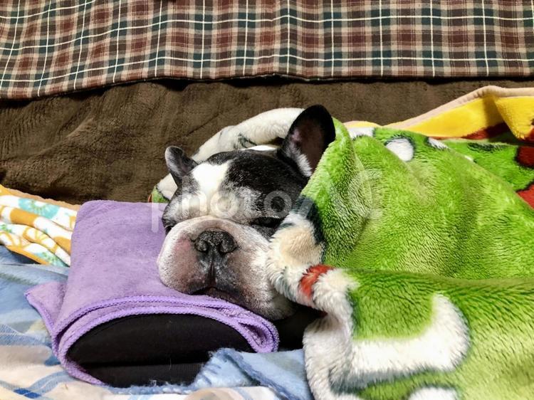 枕をする犬 ペット,生きもの,犬の写真素材