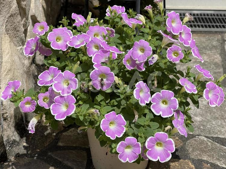 4月のサフィニアの花 2025/4/29 サフィニア,ペチュニア,生物の写真素材