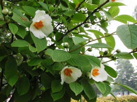 ナツツバキ・夏椿の咲く風景 花木,優雅,清楚の写真素材