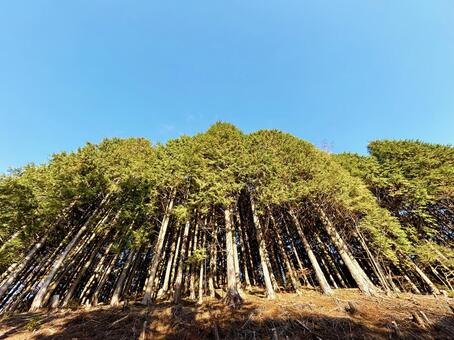 日を浴びる木々と澄んだ青空 森林,森,林の写真素材