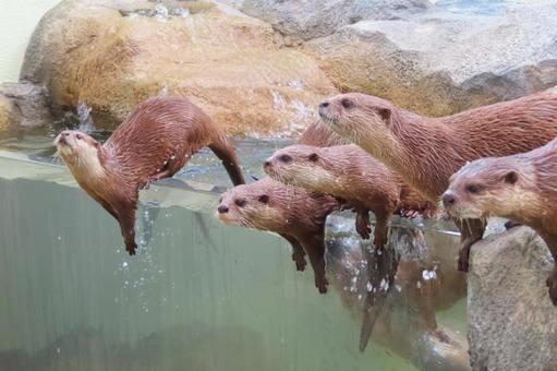 コツメカワウソファミリー コツメカワウソファミリーの写真