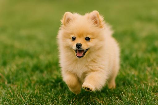 ポメラニアンの写真