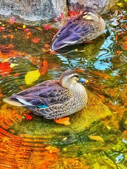 紅葉の映える公園の青い水面と鴨 紅葉の映える公園の青い水面と鴨 カモ,鳥,鴨いる池の写真素材