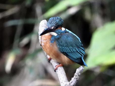 枯れ枝の上にとまるカワセミ 鳥,野鳥,カワセミの写真素材