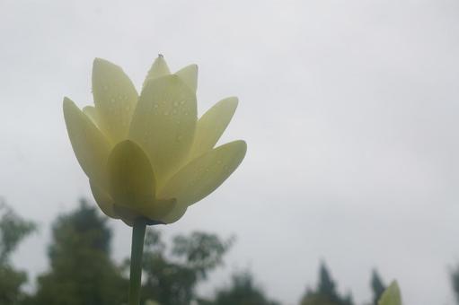 蓮 蓮の写真