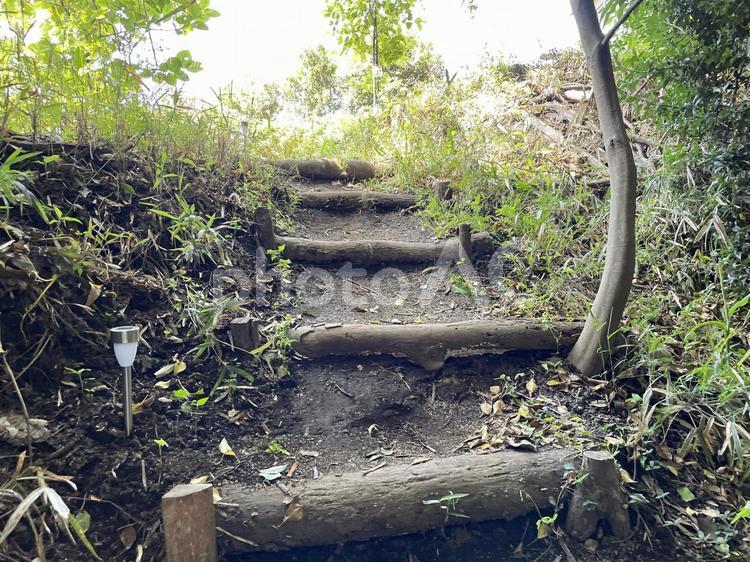 森の中の階段 森,初夏,夏の写真素材