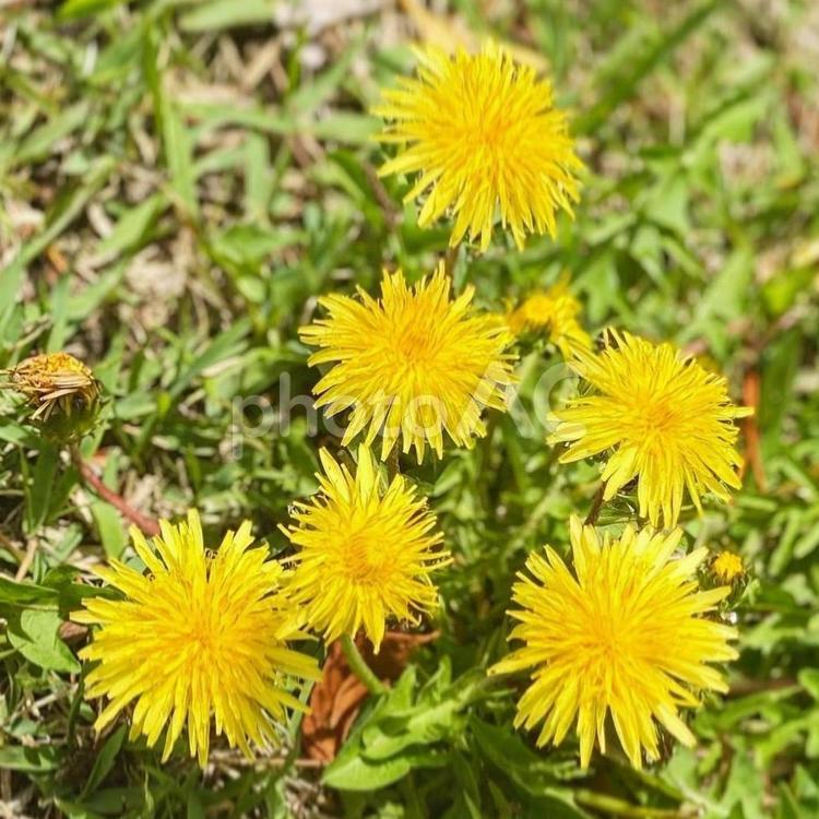 たんぽぽの花たち 自然,植物,たんぽぽの写真素材