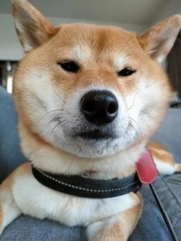 柴犬のブサ可愛アップ! 柴犬のブサ可愛アップ! 犬,柴犬,シバの写真素材