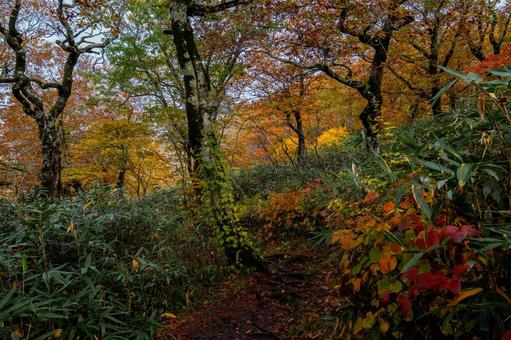 秋の森の光と登山道 秋の森の光と登山道 秋,紅葉,黄葉の写真素材