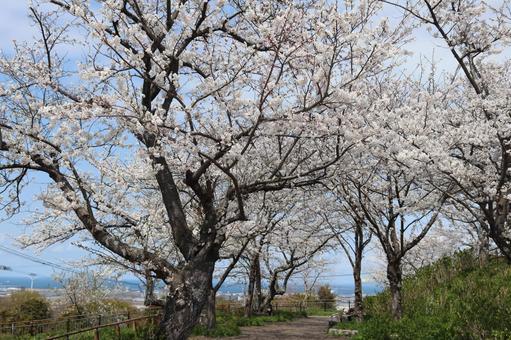 高塔山公園 高塔山公園 若松区大字修多羅,北九州,北九州市の写真素材