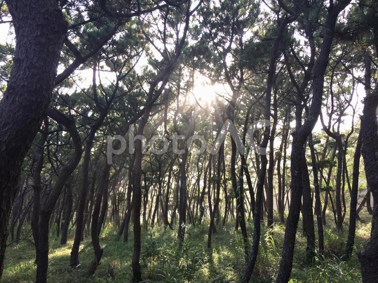 木漏れ日 木漏れ日,太陽,木々の写真素材