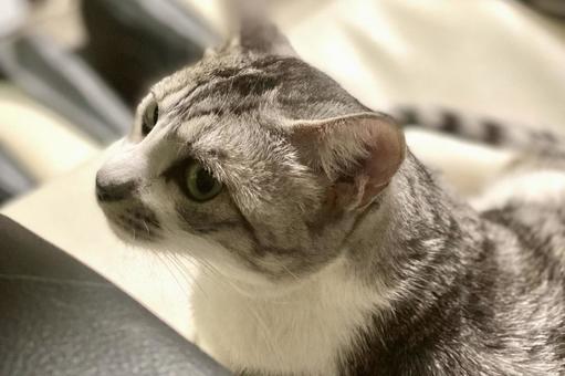 斜め上から見たサバ白にゃんこ様のアップ 斜め上から見たサバ白にゃんこ様のアップ 猫,可愛い,サバシロの写真素材