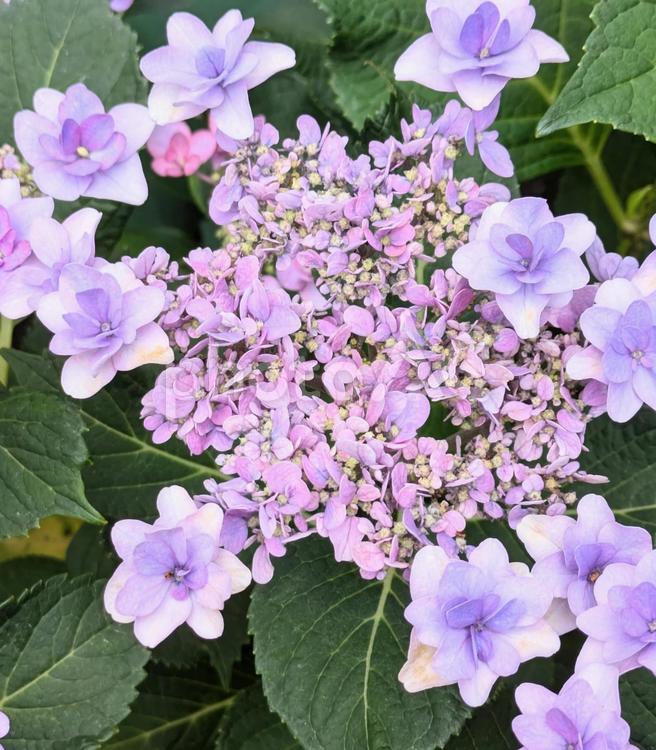 あじさい　アジサイ アジサイ,あじさい,6月の写真素材