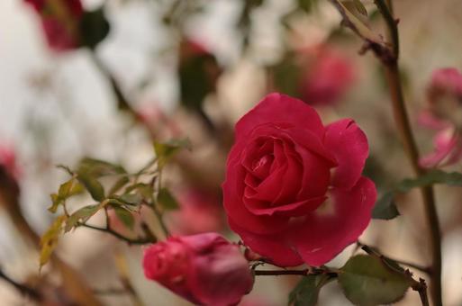 バラ園にて赤い薔薇を撮影しましたの写真