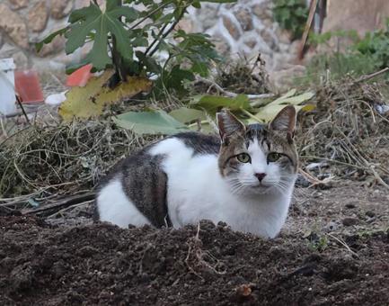 柔らかい土の布団 猫,動物,風景の写真素材