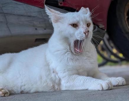 ねこ のらねこ あくび ねこ のらねこ あくびの写真