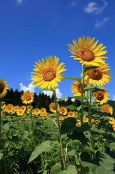 夏空。山々。ひまわりの写真
