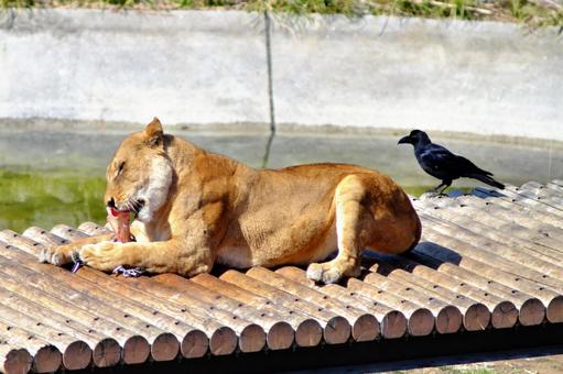 ライオンとカラス① ライオンとカラス① ほぼねこ,ライオン,動物の写真素材