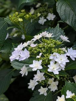 額紫陽花 ガクアジサイ 額紫陽花 ガクアジサイ の写真