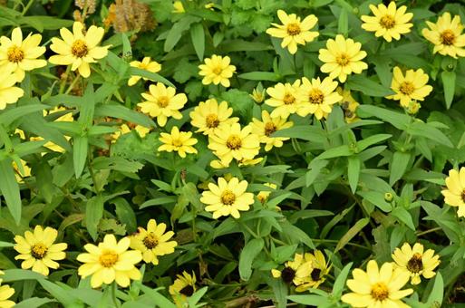 秋の山下公園花壇の写真