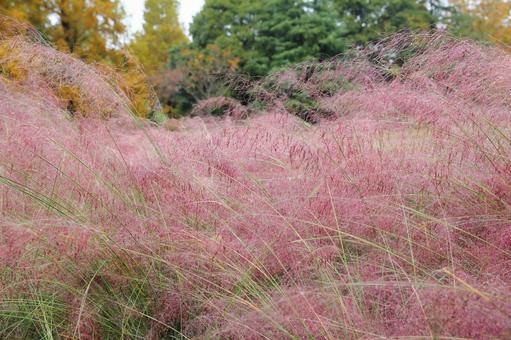 風に揺れる赤い穂の山野草 ミューレンベルギア,神戸市立森林植物園,赤い穂の写真素材