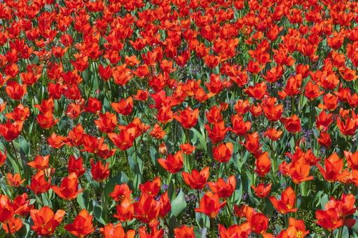 季節の花 季節の花の写真