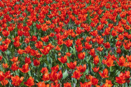 季節の花 チューリップ,自然,色の写真素材