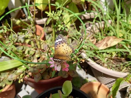ツマグロヒョウモンのメス ツマグロヒョウモン,虫,昆虫の写真素材