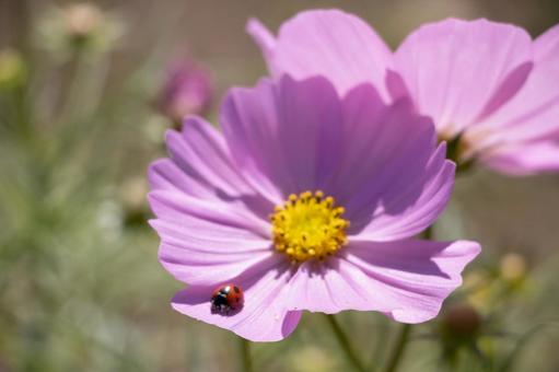 コスモス てんとう虫 コスモス,テントウムシ,花の写真素材