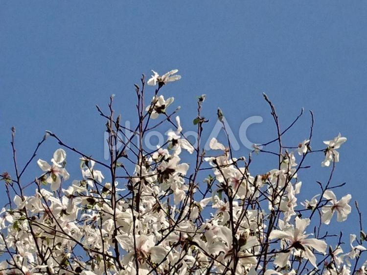 コブシの木の花 木,自然,風景の写真素材