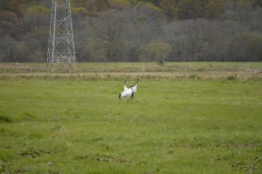 鶴 丹頂鶴,釧路市,鶴の写真素材