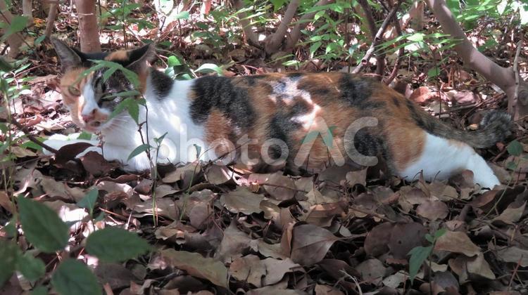 巧みにカムフラージュして寛ぐ可愛い三毛猫 三毛猫,猫,休憩の写真素材