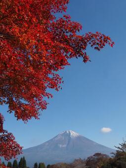 紅葉と富士山 紅葉,富士山,田貫湖の写真素材