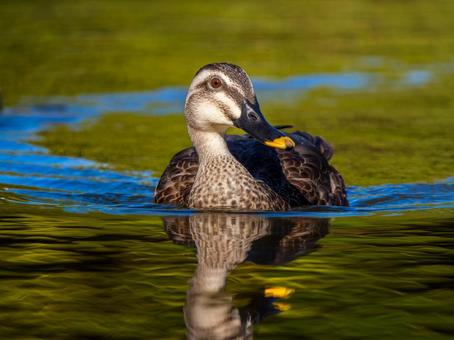 泳ぐカルガモ カモ,カルガモ,鴨の写真素材
