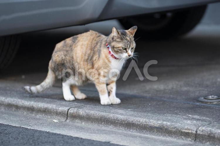 路地裏の猫 猫,住宅街,止まれの写真素材