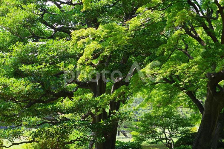 六義園の風景 公園,六義園,庭の写真素材