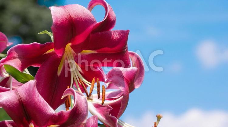 夏のイメージ：ピンクのユリと青空 ユリ,ピンク,花の写真素材