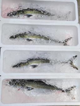 氷漬けされたハマチ 氷漬けされたハマチ 魚,鮮魚,真鯛の写真素材