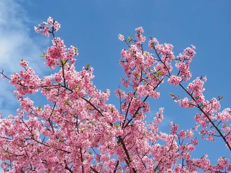 Spring image - Close-up of Kawazu cherry blossoms in full bloom, JPG