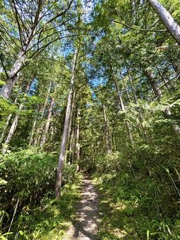 A path in the sunlight, JPG A path in the sunlight, JPG