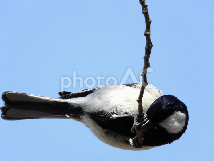 桜の芽をとるシジュウカラ 鳥,野鳥,シジュウカラの写真素材