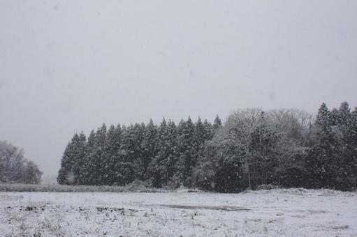 冬らしい1枚 その1 冬らしい1枚 その1の写真