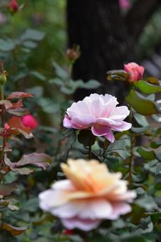 旧古河庭園　バラ バラ,薔薇,秋バラの写真素材